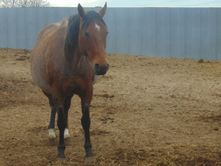 Pedigree Line: Doc Bar | Third River Ranch