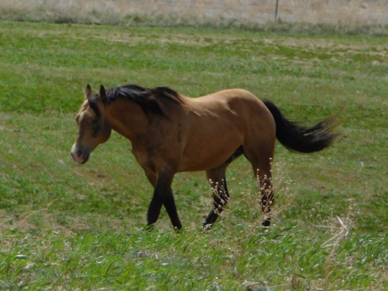 Pedigree Line: Doc Bar | Third River Ranch