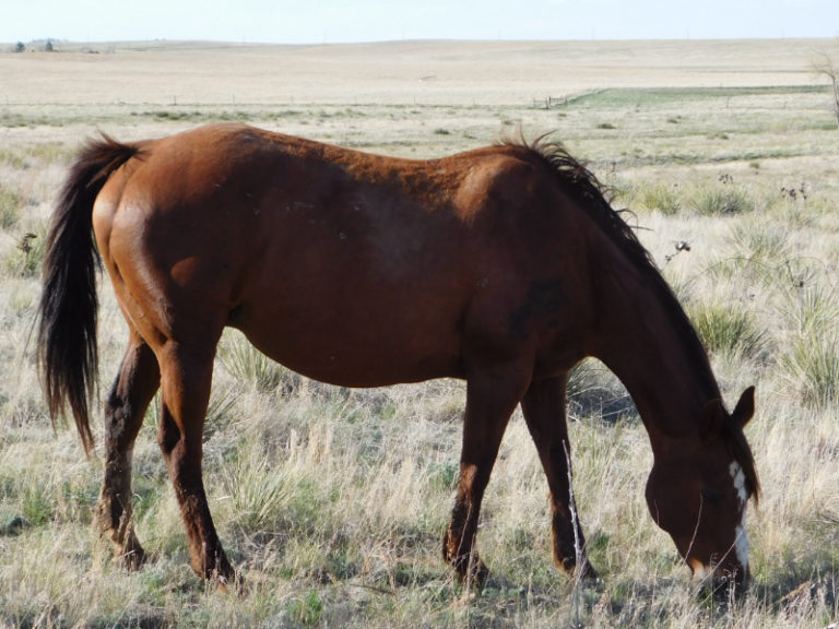 Pedigree Line: Doc Bar | Third River Ranch