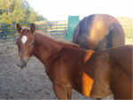 picture of Romeo colt