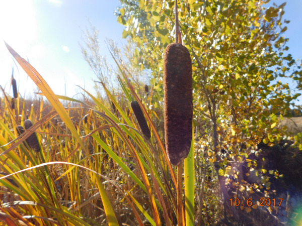 picture of cattail