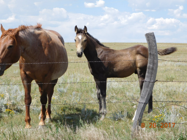 picture of mare and foal