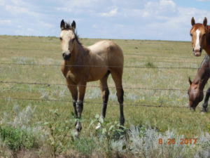 picture of foal