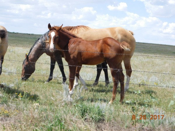 picture of Mare and foal