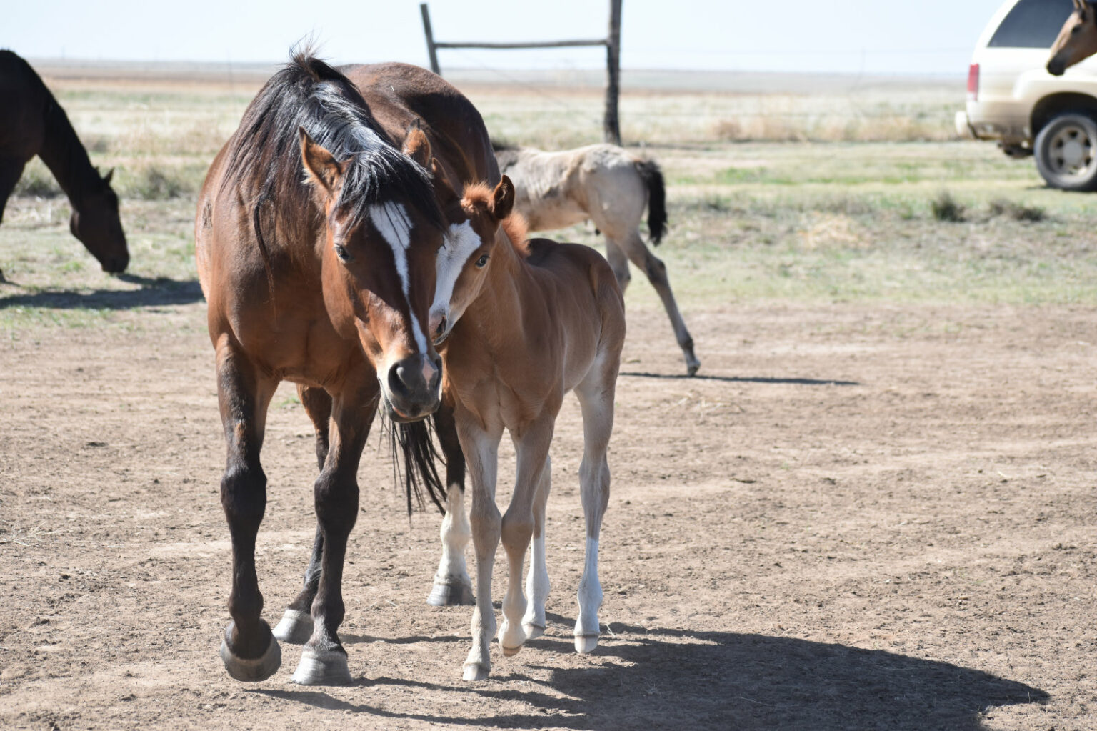 Pedigree Line: Two Eyed Jack | Third River Ranch