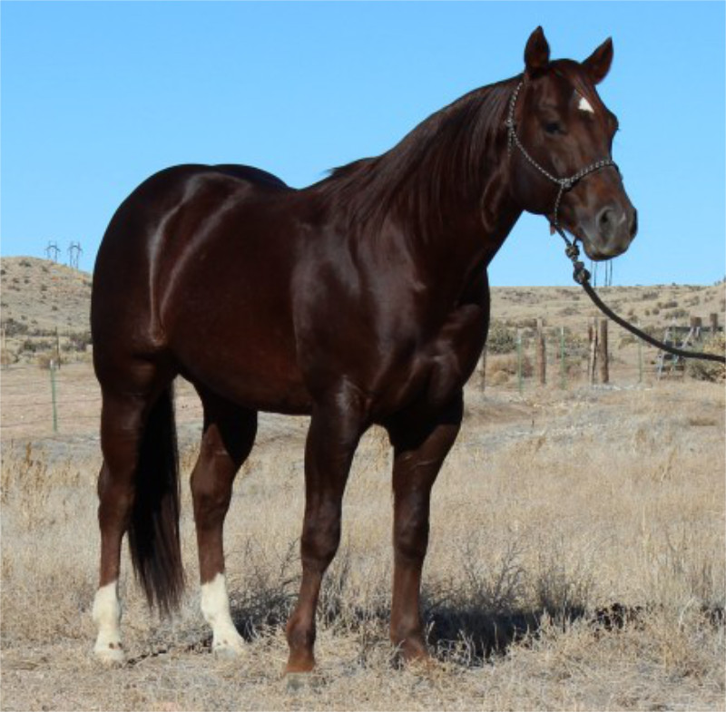 picture of Cowtown's Cat - links to Tee Cross Ranches website