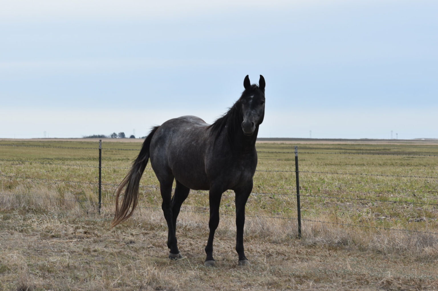 Pedigree Line: Doc Bar | Third River Ranch