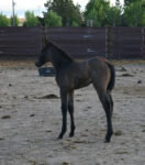 bay roan filly in paddock