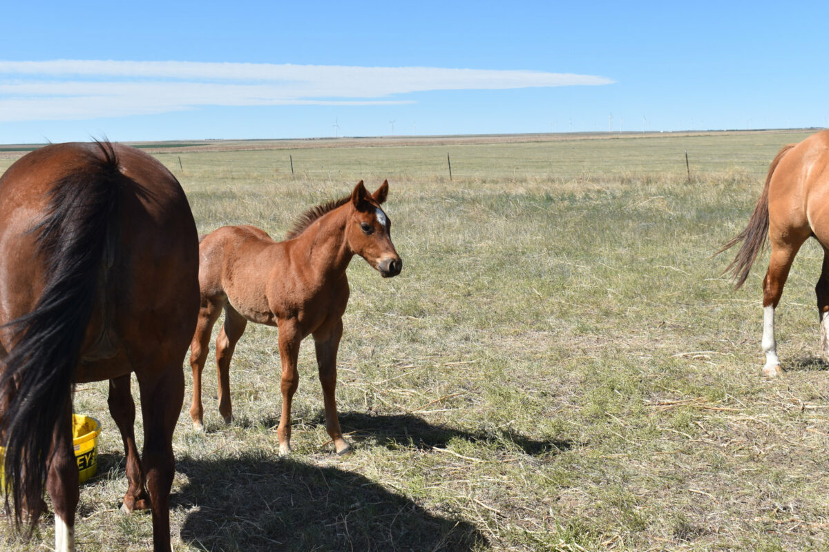 Little Britches 